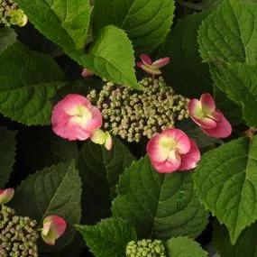 Cotton Candy Hydrangea Plants (Hydrangea Flair And Flavours) 3